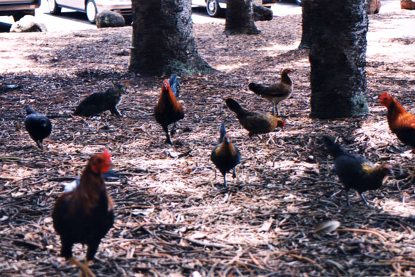 photo01.jpg (56295 bytes)