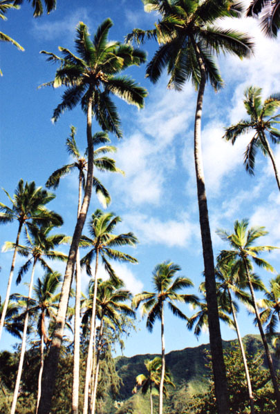 photo01.jpg (56295 bytes)